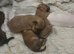 Chihuahua puppies