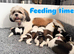 Lhasa apso puppies