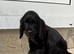 Cocker Spaniel