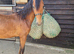 Registered Hackney colt