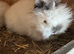 Lionhead bunnies