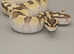 8 mth old enchi lesser 100% het clown ball python