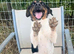Cocker spaniel & Jack Russell