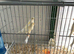 Mixed Canaries For Sale all 2026