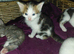 beautiful babies for sale