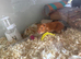 female hamster