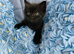 British long hair mix kittens