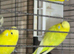 3 beautiful yellow budgies for sale