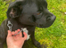 Beautiful staffy girl