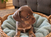 French bull weaner puppies