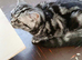 Bsh. Silver Tabby. ACTIVE/Nonactive. TICA