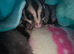 Male grey sugar glider ready to leave