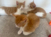 3 ginger and white boys ready for rehoming :)