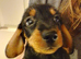 Miniature dachshund puppy's for sale