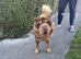 Full choc and tan bear coat Simba
