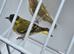 BEAUTIFUL PROVEN PAIR YELLOW PASTEL SISKINS