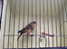 Mutation greenfinches