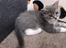 British Longhair Kitten