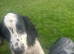 Gorgeous Black & White ESS bitch puppy