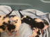 5 kittens looking for their forever home