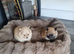 Adorable Pomeraniums