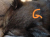 Cuddly and playful kittens