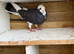 Faibtail for sale