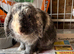 Lop male harlequin