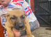 Belgium malinois x Belgium shepherd pups