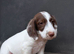 Lovely litter of cocker jack puppies