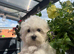 Maltese boys 17/03/2026 born