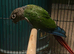 1 pair of green check conures