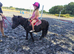 Lovely gelding Shetland
