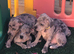 Blue & blue Merle Staffordshire bull terrier puppies