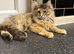 Active female Maine coon
