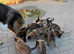BELGIAN MALINOIS PUPPIES &ndash; READY NOW! .