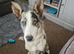Tri colour Merle Male 6 Months old
