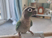 Hand rear conure