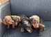 Miniature Dapple Puppts
