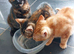 12 week old kittens 2 tortoise shell females 1 ginger male