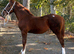 Welsh D filly foals
