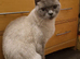 Beautiful female cat