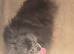 KC reg beautiful adult female pomeranian