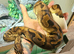 CB20 Female Pastel Pied ball python Proven Breeder