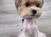 Mini biewer terrier puppy boy