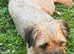 Border Terrier Puppies