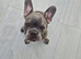 KC Male French Bulldog