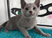 Loving, cuddly pedigree Russian Blue