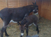 3 beautiful donkeys mum baby and gelding