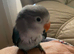 Beautiful little baby lovebird hand reared